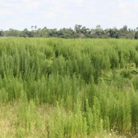 thumbnail for publication: Tank-Mix Options for Control of Tropical Soda Apple and Dogfennel